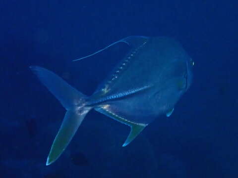 Слика од Carangoides oblongus (Cuvier 1833)