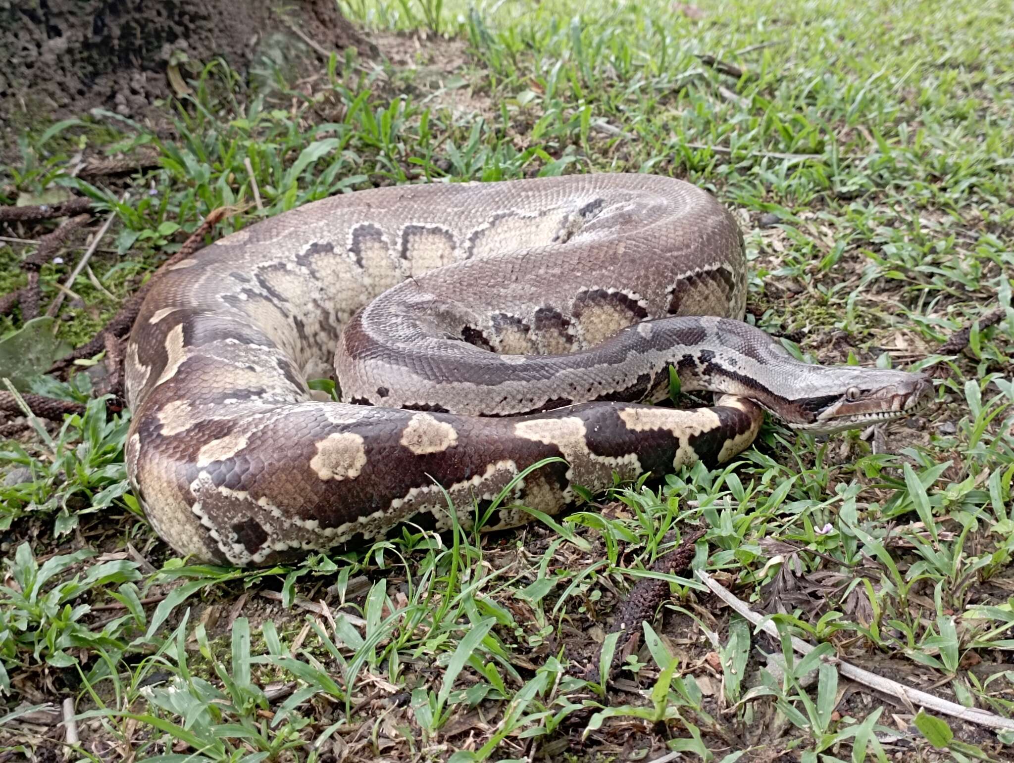 Image of Bornean Short-tailed Python