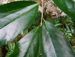 Image de Prunus zippeliana Miq.