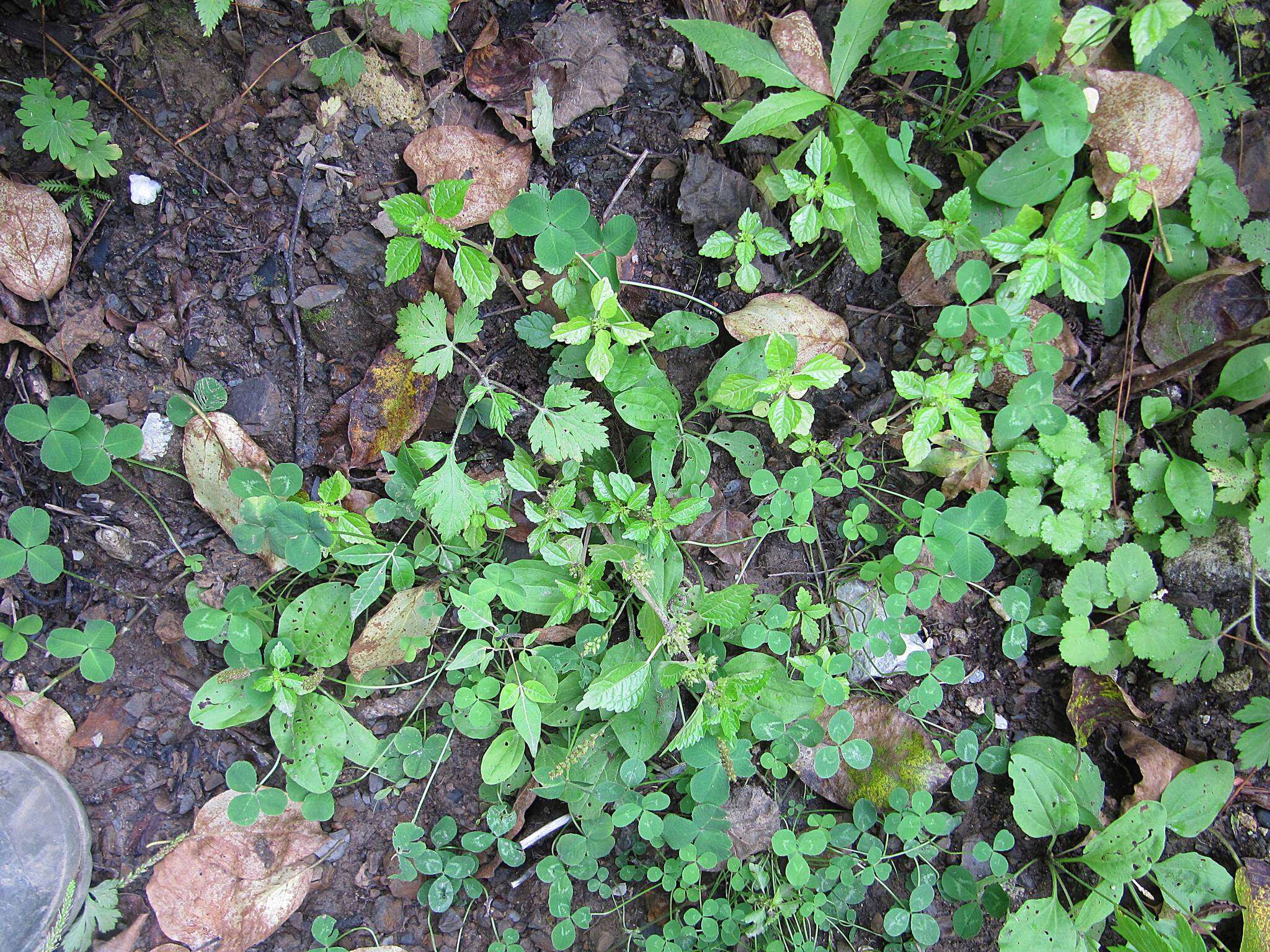 Image of Canadian clearweed