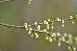 Image of Erythroxylum guatemalense Lundell