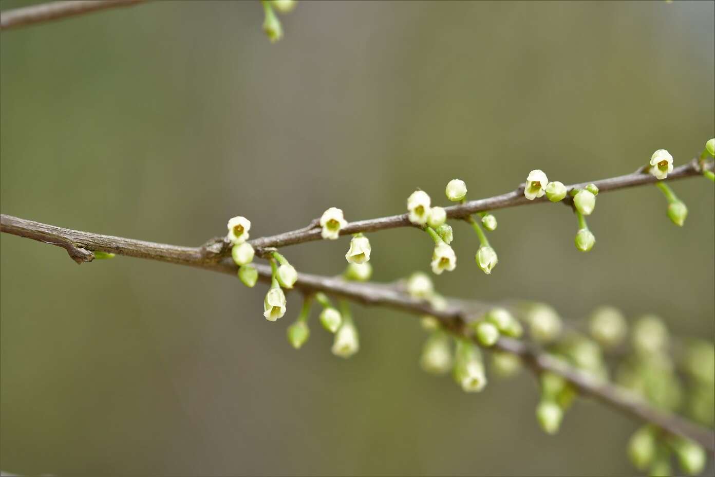 Image of Erythroxylum guatemalense Lundell