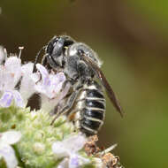 Image of Slender Resin Bee