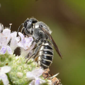 Imagem de Megachile exilis Cresson 1872