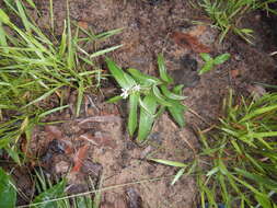 Image of Schelhammera multiflora R. Br.