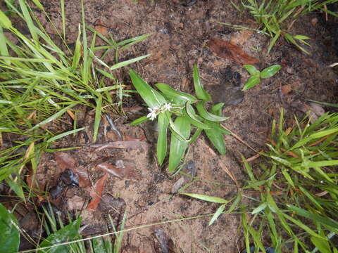 Image of Schelhammera multiflora R. Br.