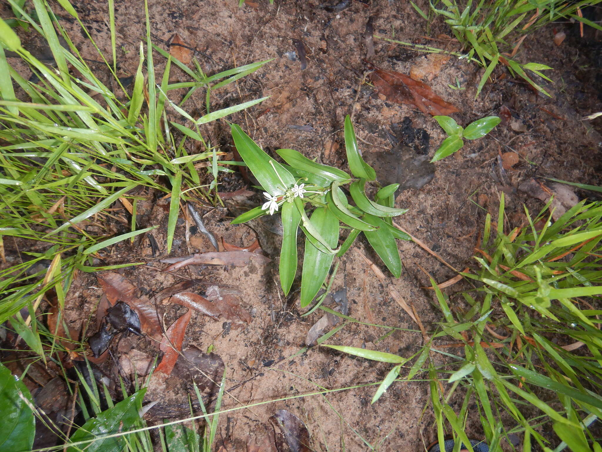 Image of Schelhammera multiflora R. Br.