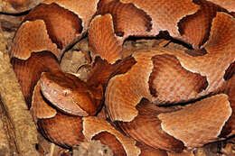 Image of Copperhead