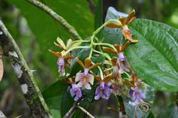 Image of Epidendrum pinniferum C. Schweinf.