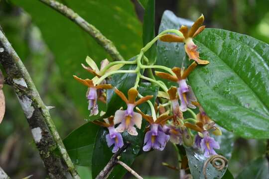 Image of Epidendrum pinniferum C. Schweinf.