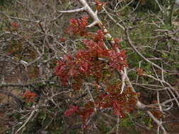 Image of Hottentot's Bean