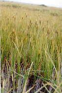 Image of Carex speciosa subsp. speciosa