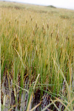 Image of Carex speciosa Kunth