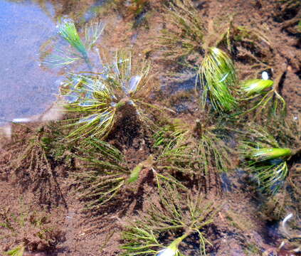 Image of Thread-leaved Water-crowfoot