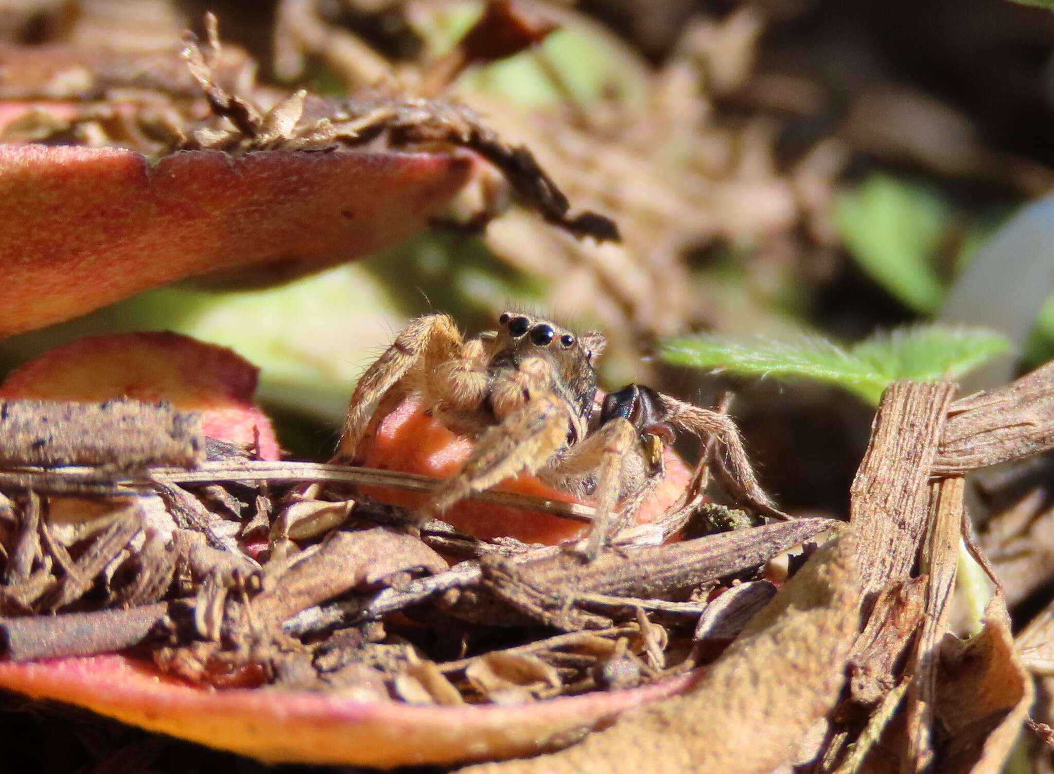 Image of Habronattus captiosus (Gertsch 1934)