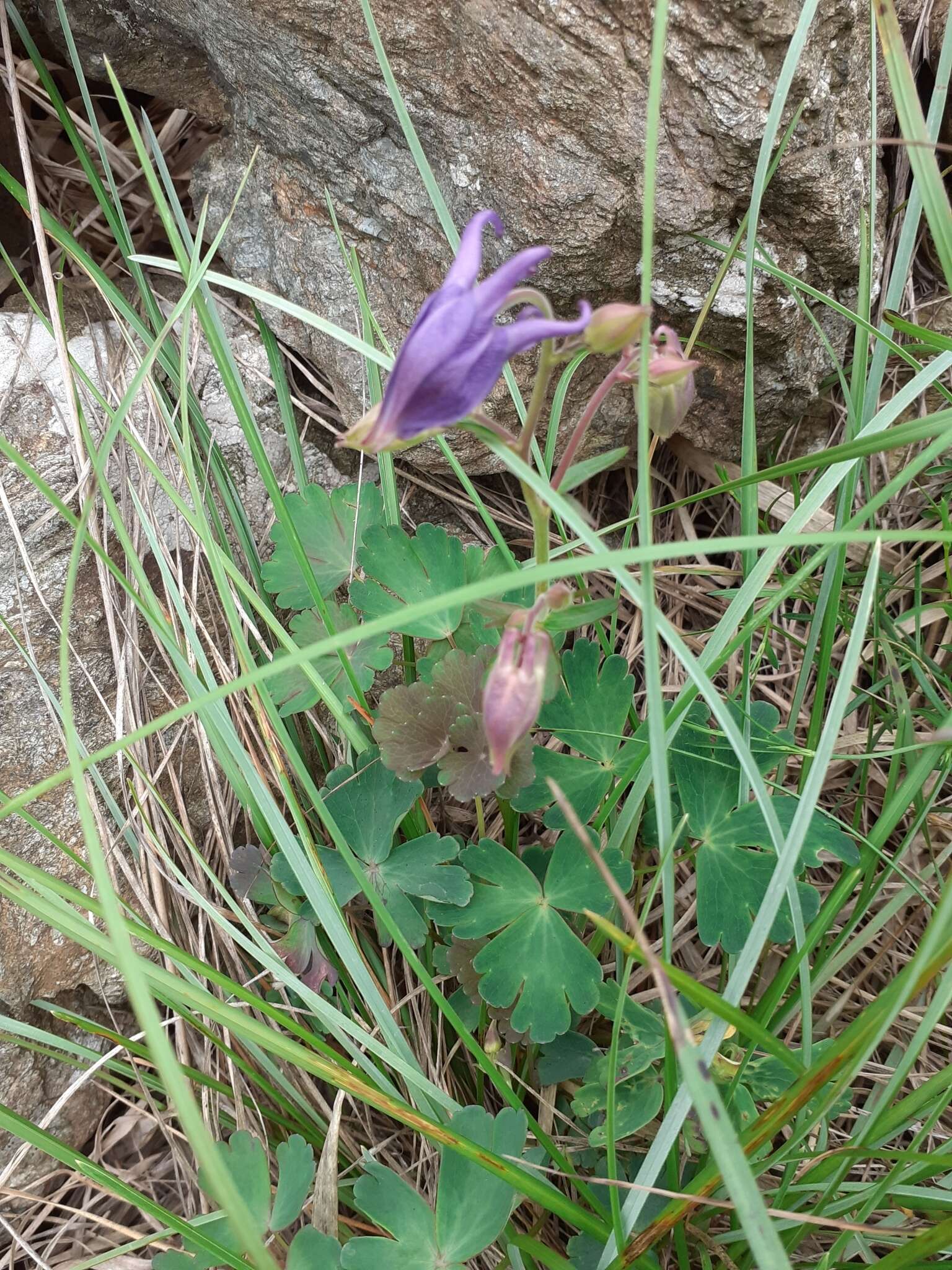 Image of Aquilegia ophiolithica Barberis & E. Nardi