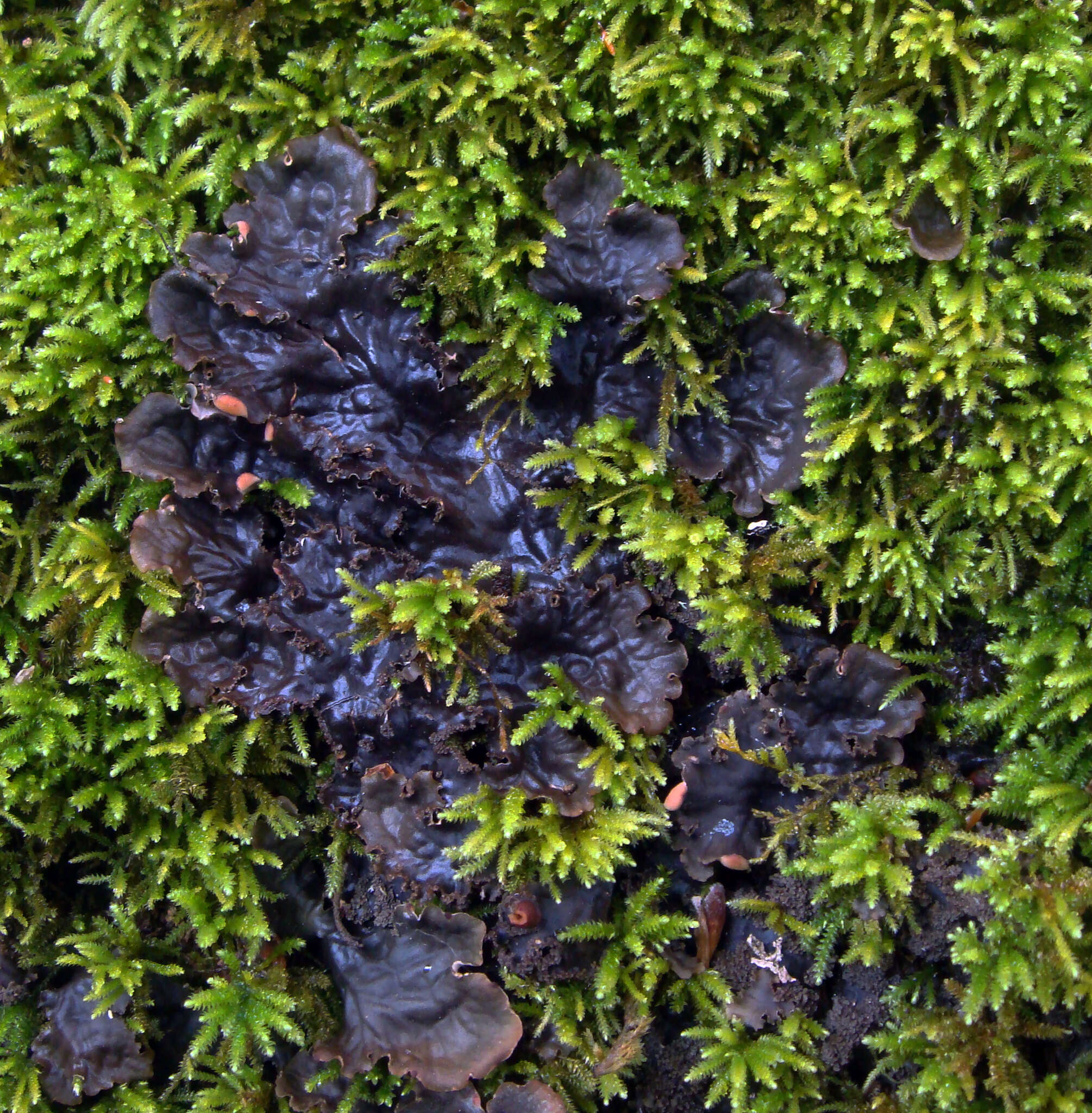 Image of Elizabeth's felt lichen