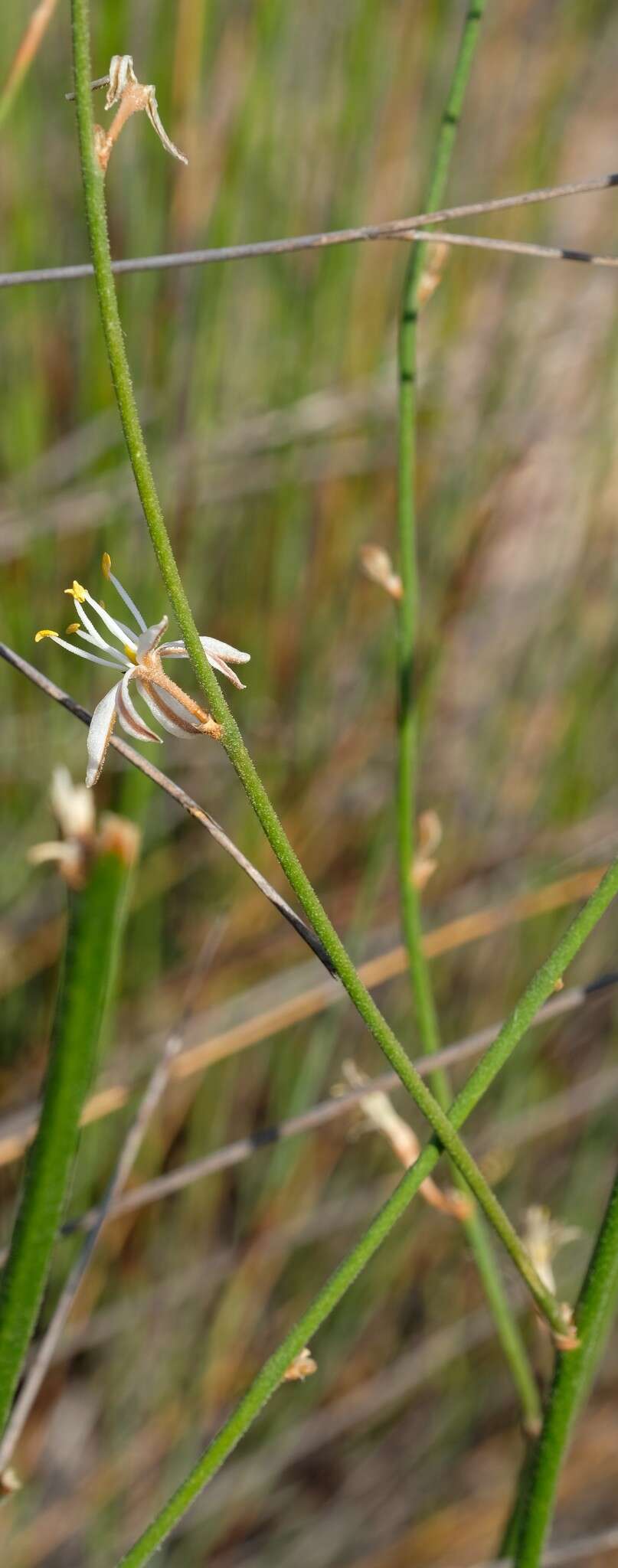 Image of Chlorophytum viscosum Kunth