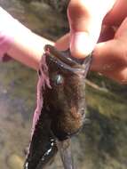 Image of Hawaii Spinecheek Gudgeon