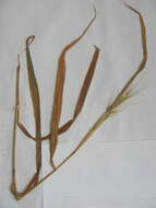 Image of Elymus virginicus var. virginicus