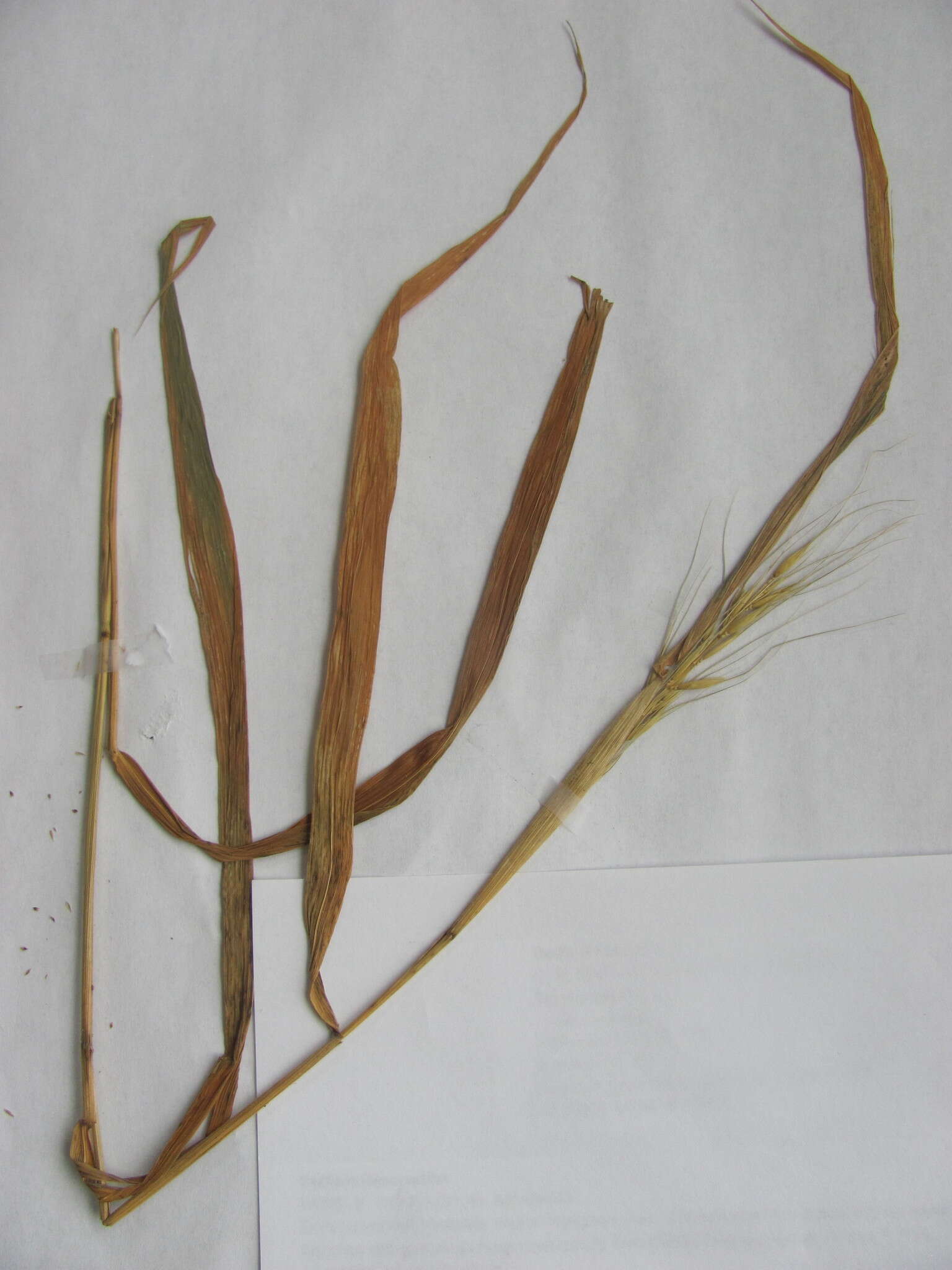 Image of Elymus virginicus var. virginicus