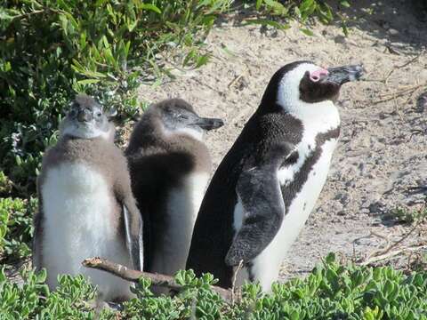 Image of African Penguin
