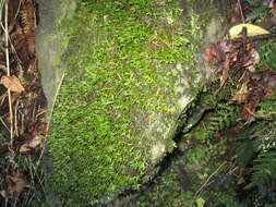 Image of Porella elegantula (Mont.) E. A. Hodgs.