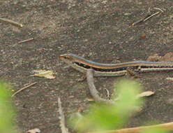 Image of Line-spotted Forest Skink