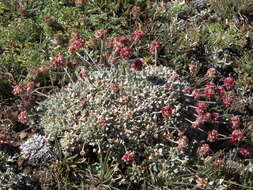 Image of cushion buckwheat