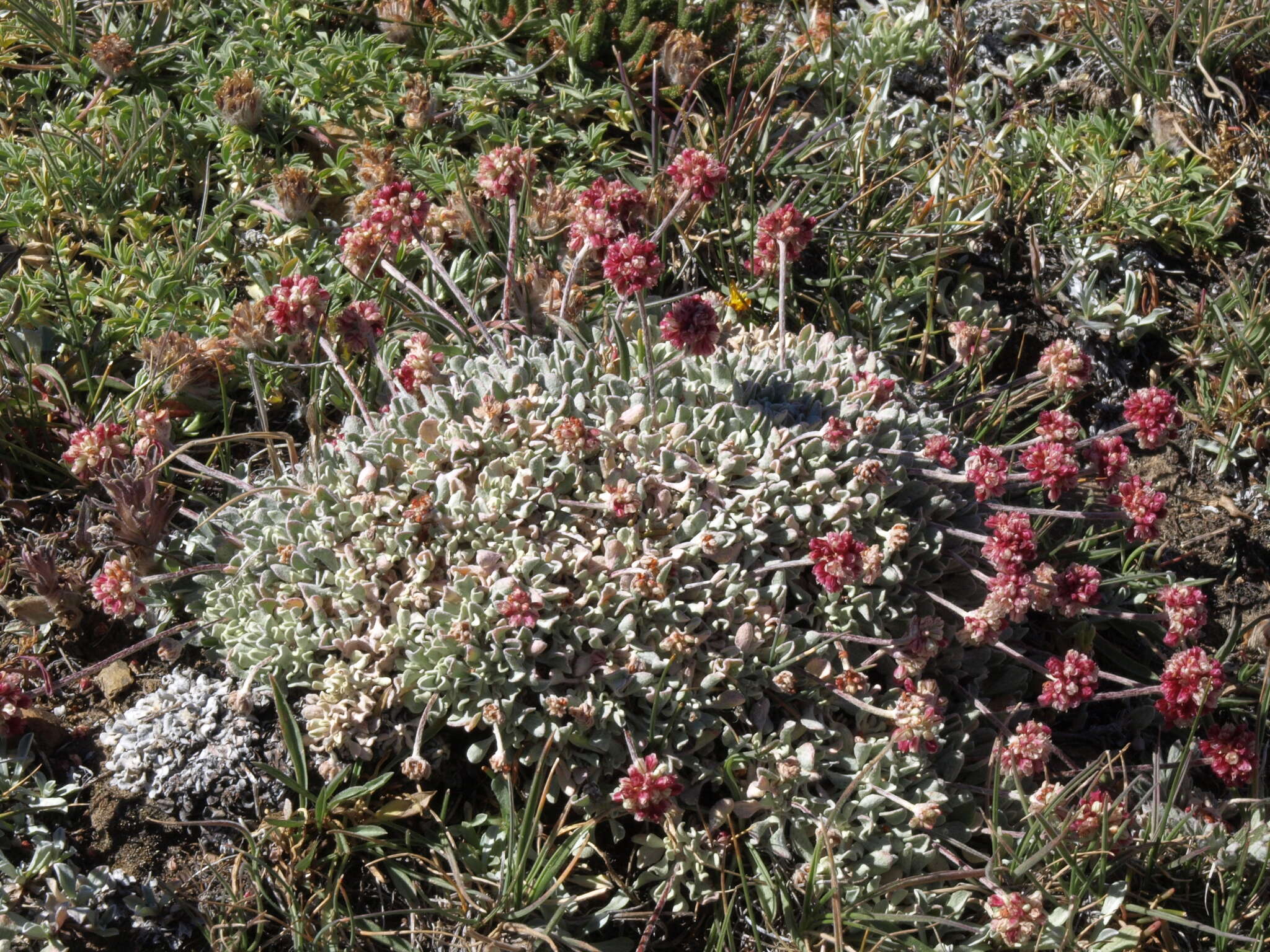 Imagem de Eriogonum ovalifolium var. nivale (Canby ex Coville) M. E. Jones