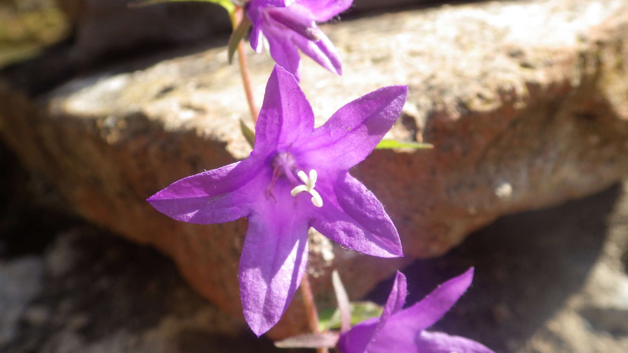 Image of Campanula raddeana Trautv.