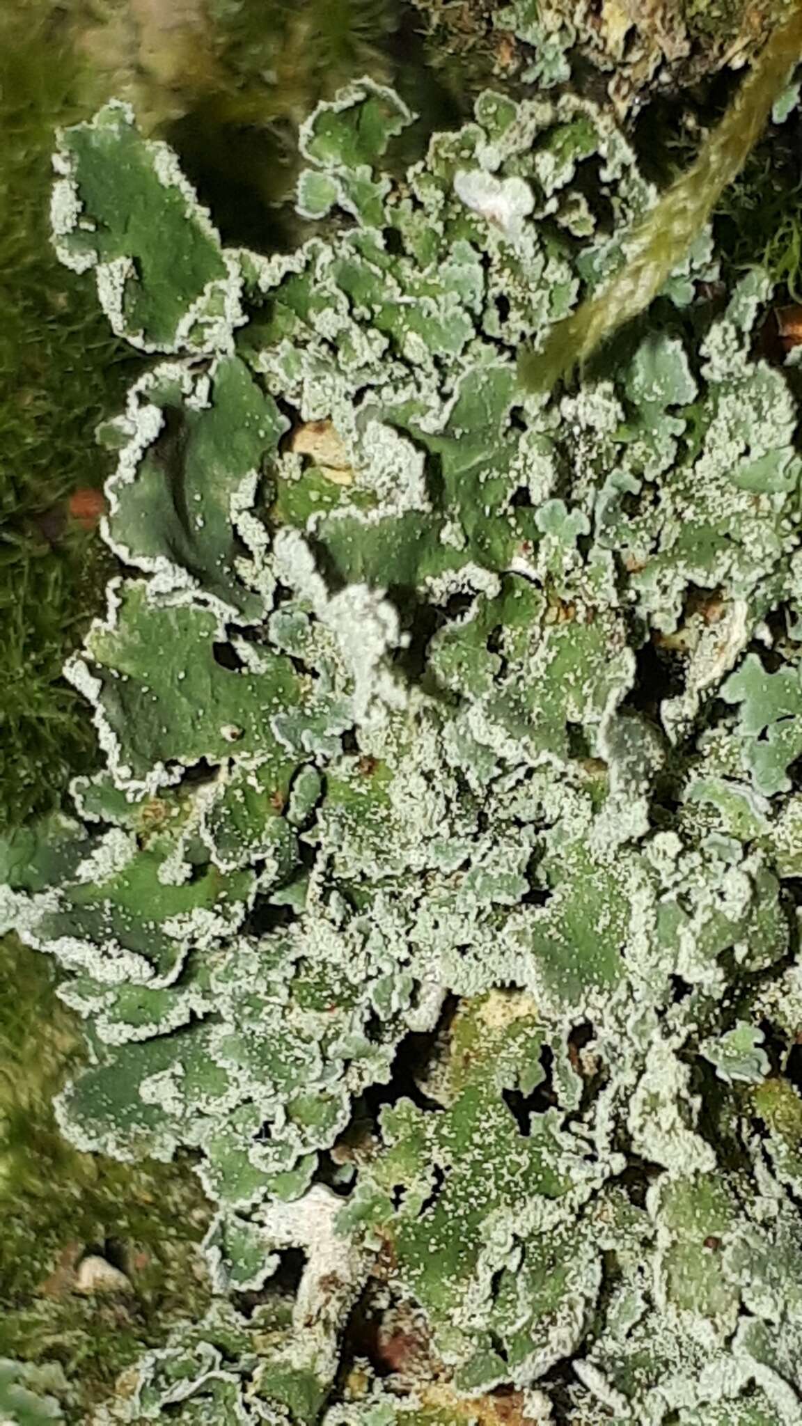 Слика од Cladonia digitata (L.) Hoffm.