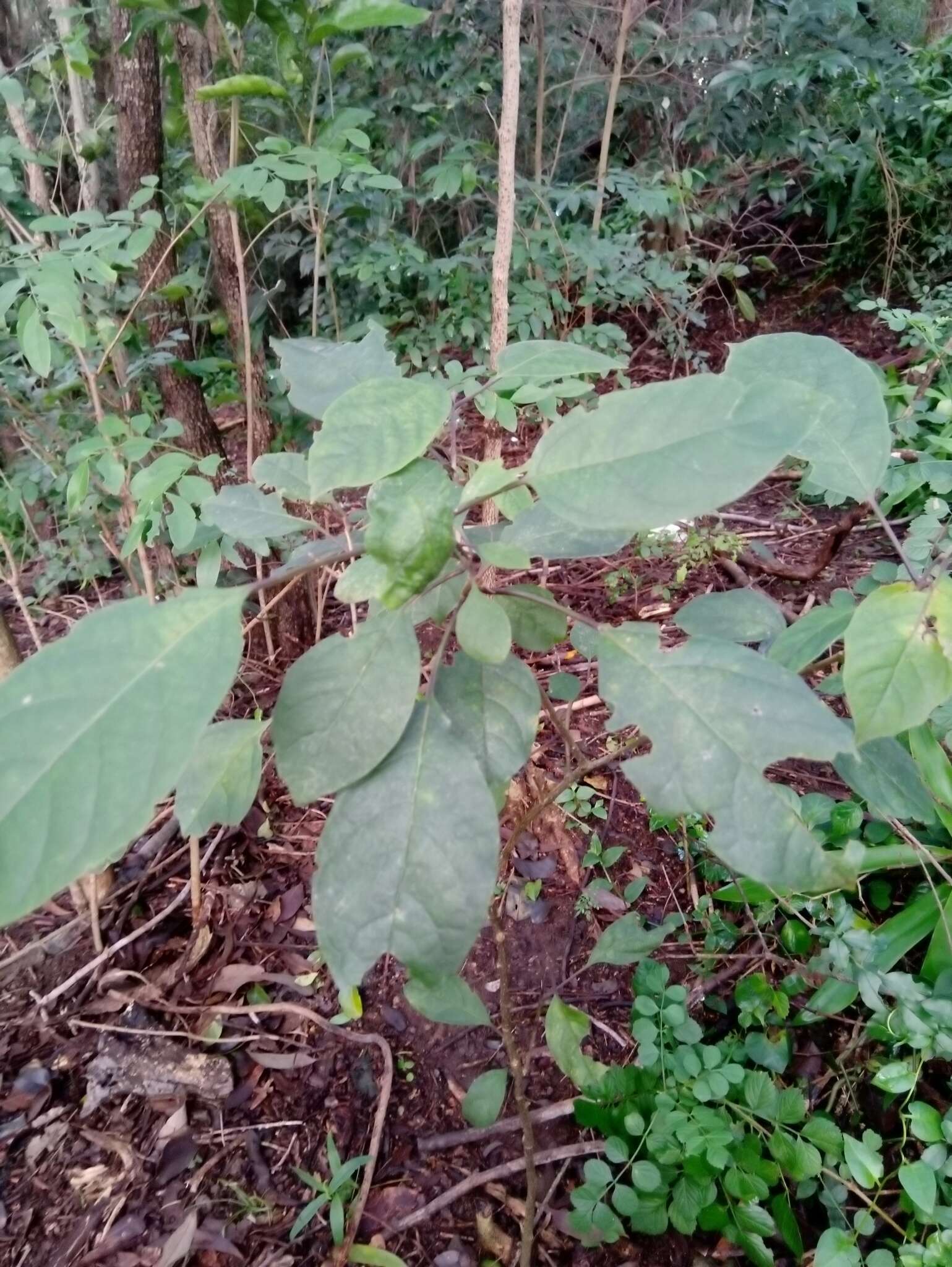 Image of Clerodendrum tomentosum (Vent.) R. Br.