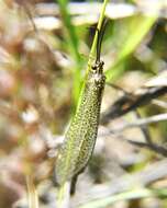 Слика од Brachynemurus versutus (Walker 1853)