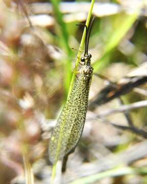 Image de Brachynemurus versutus (Walker 1853)