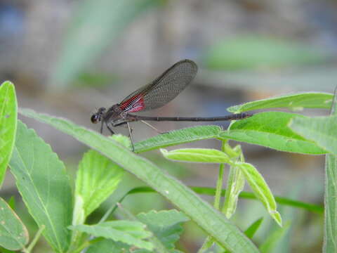 Image of Canyon Rubyspot