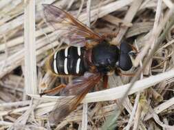 صورة Sericomyia lappona (Linnaeus 1758)