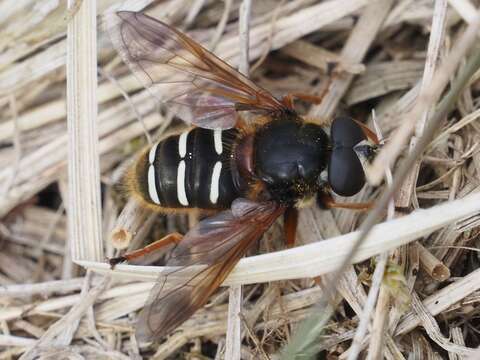 Image of Sericomyia lappona (Linnaeus 1758)