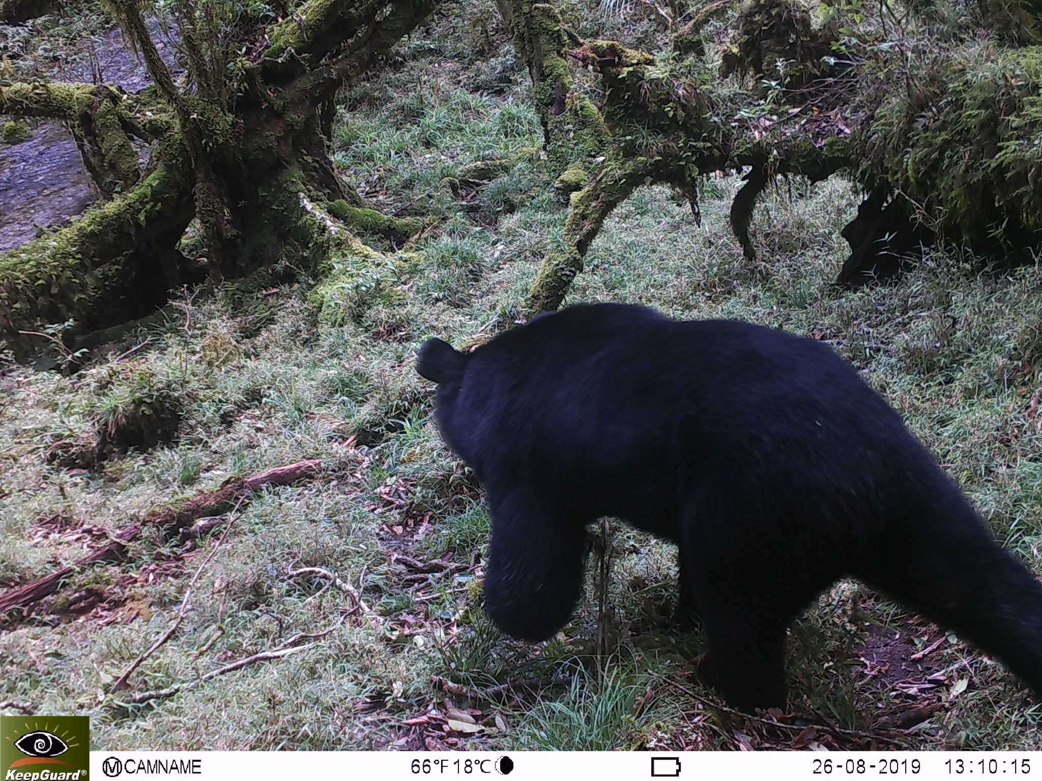 Image de Ursus thibetanus formosanus Swinhoe 1864