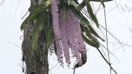 Слика од Rhynchostylis retusa (L.) Blume