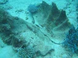 Image of Giant Clam