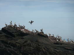 Image of California brown pelican