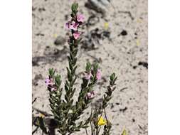 Image of Zieria veronicea (F. Müll.) Benth.