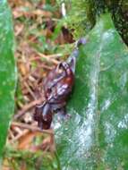 Image of Satanic leaf-tailed gecko