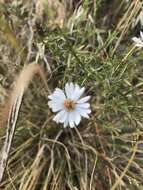 Image de Symphyotrichum porteri (A. Gray) G. L. Nesom