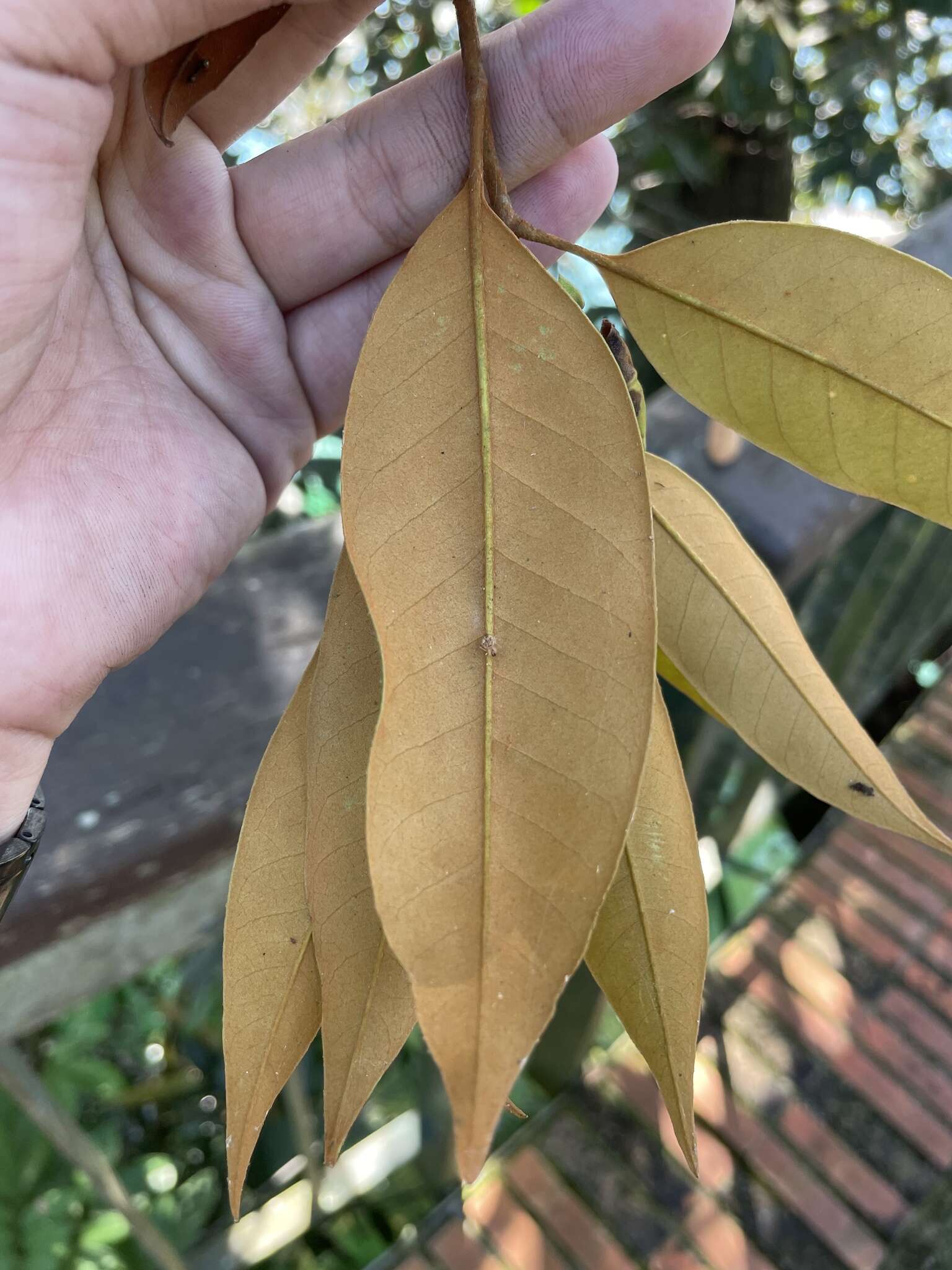 Image of Castanopsis fargesii Franch.