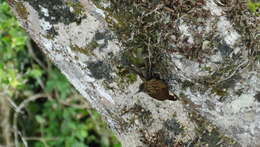 Image of Buff-throated Woodcreeper