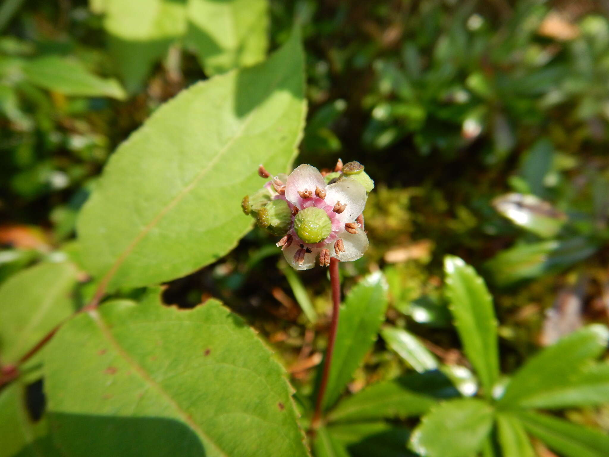 Image of Chimaphila umbellata subsp. umbellata