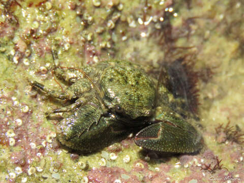 Image de Petrolisthes armatus (Gibbes 1850)