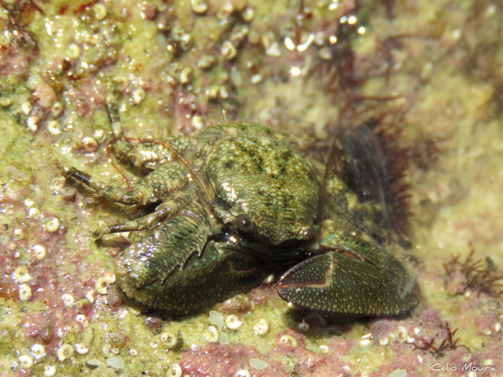 Image of green porcelain crab